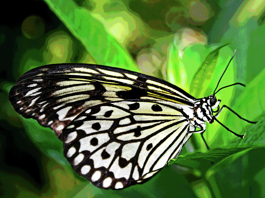 Key West Butterfly 2 Photograph by Larry Oskin
