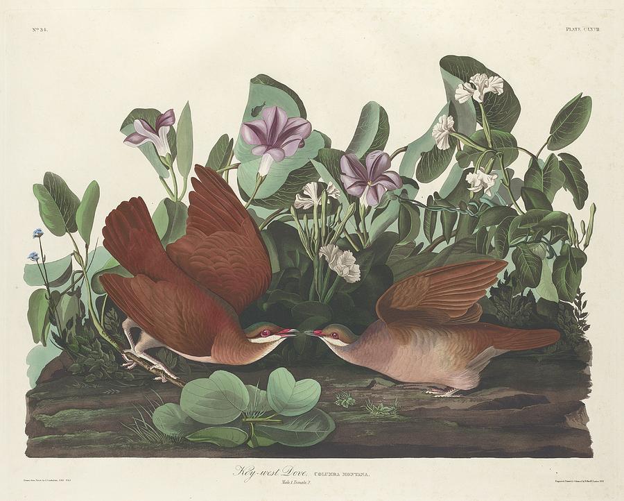 Key-West Dove Drawing by Dreyer Wildlife Print Collections 