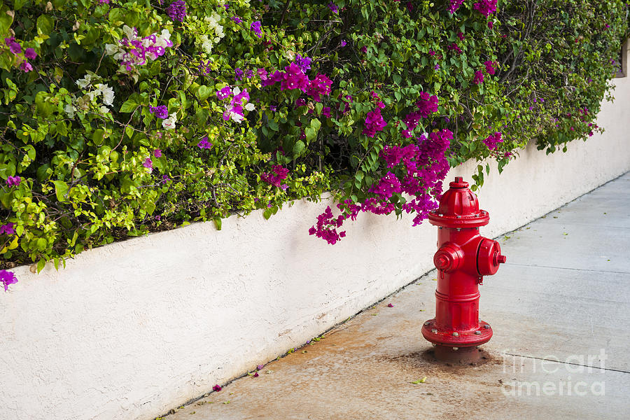 Key West fire hydrant 2 Photograph by Elena Elisseeva