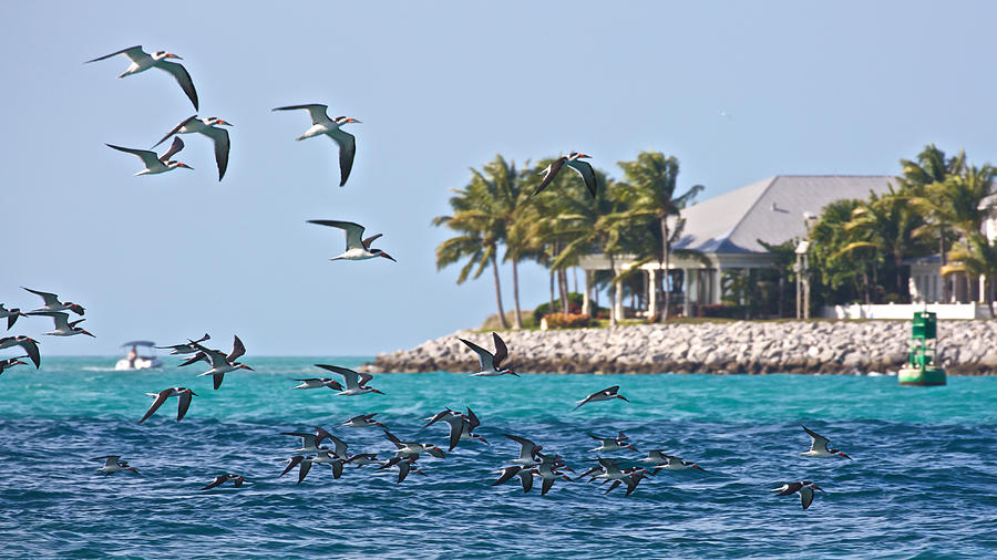 Key West Florida Photograph by Steven Lapkin