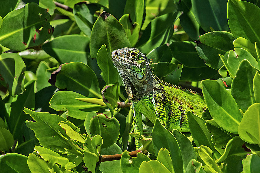 Key West Green Iguana Blending In Photograph by Bob Slitzan