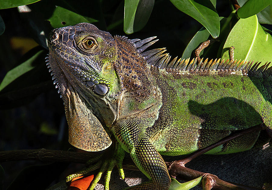 Key West Green Iguana Photograph by Bob Slitzan