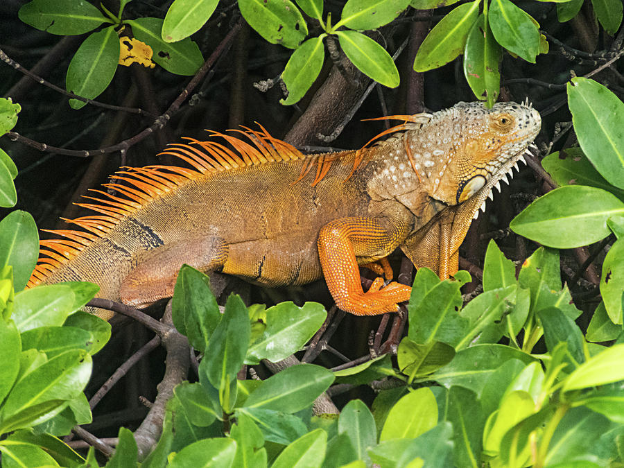Key West Iguana Hiding in a Mangrove Photograph by Bob Slitzan