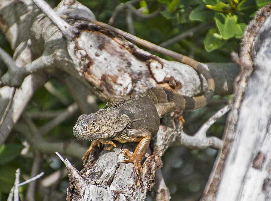 Key west Iguana in Mangrove 2 Photograph by Bob Slitzan