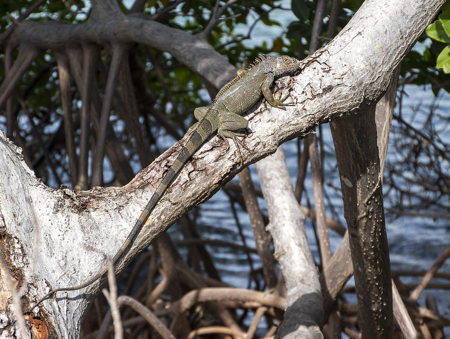 Key west Iguana in Mangrove 3 Photograph by Bob Slitzan