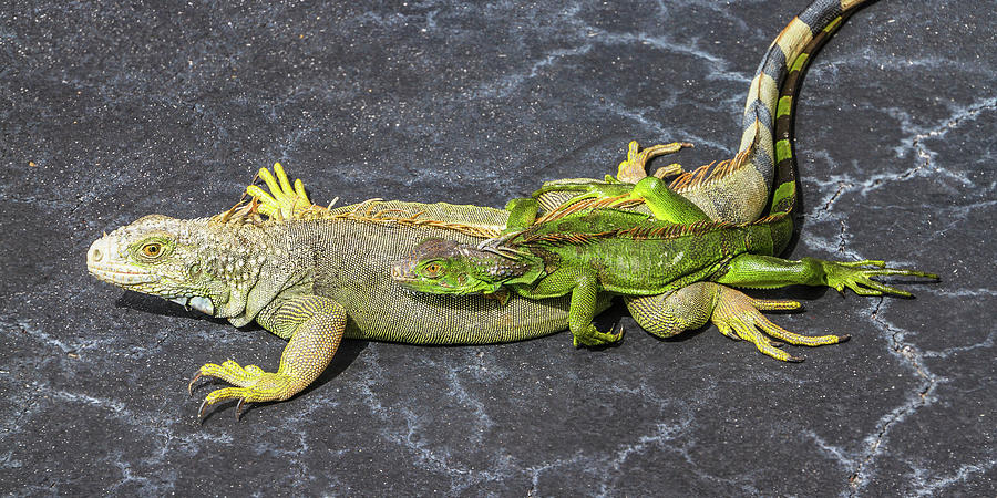 Key West Iguana Needs to Buy a Baby Carriage by Bob Slitzan Key West Iguana Needs to Buy a Baby Carriage by Bob Slitzan