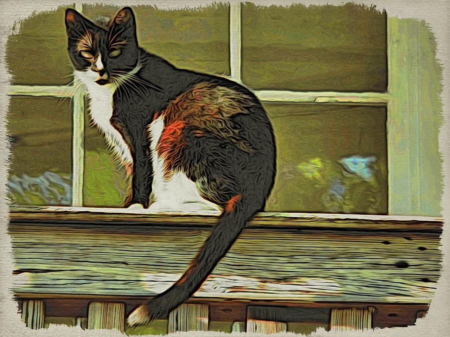 Key West Kitty Kat Photograph by Alice Gipson