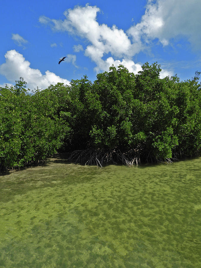 Key West Mangroves 4 Photograph by Bob Slitzan