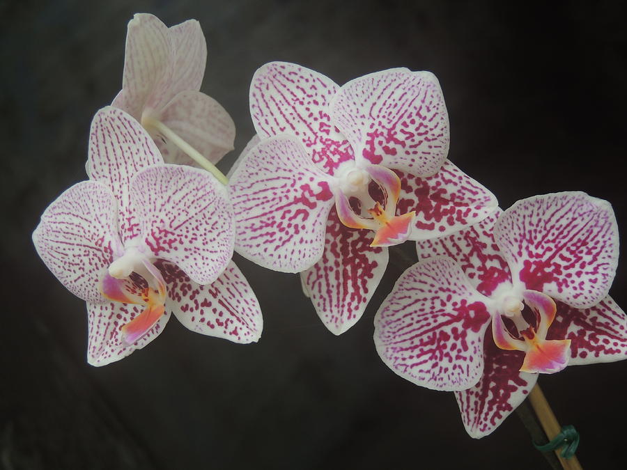 Key West Orchid Photograph