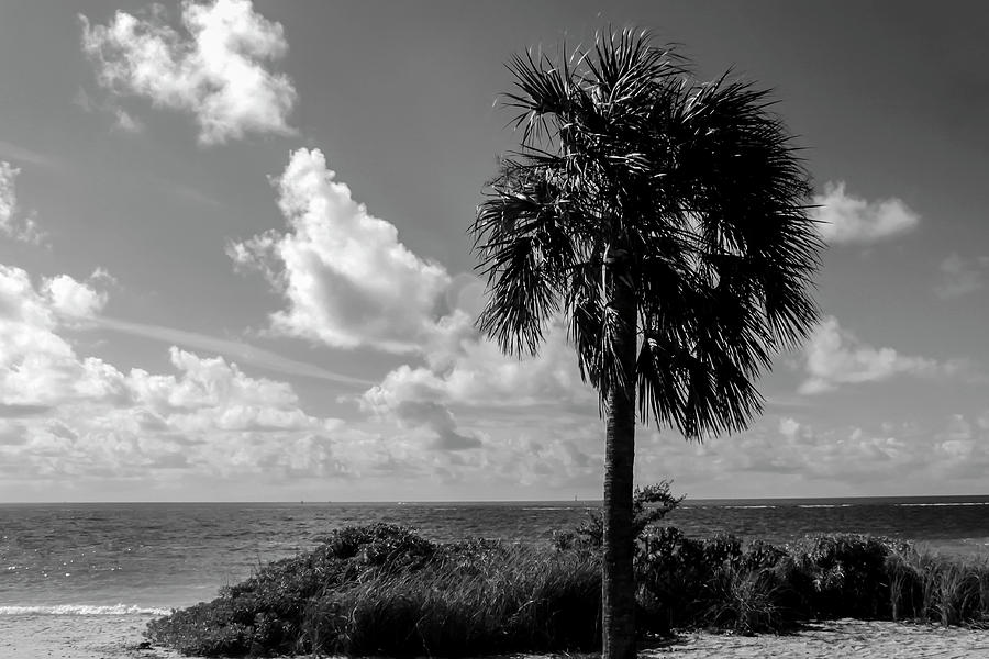 Key West Palm Photograph by Robert Wilder Jr