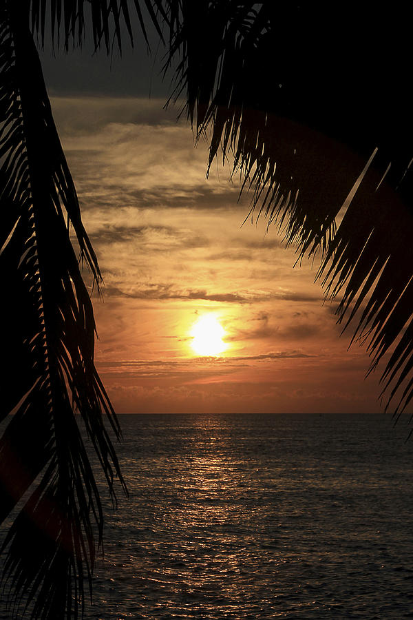 Key West Palm Sunset 2 Photograph by Bob Slitzan