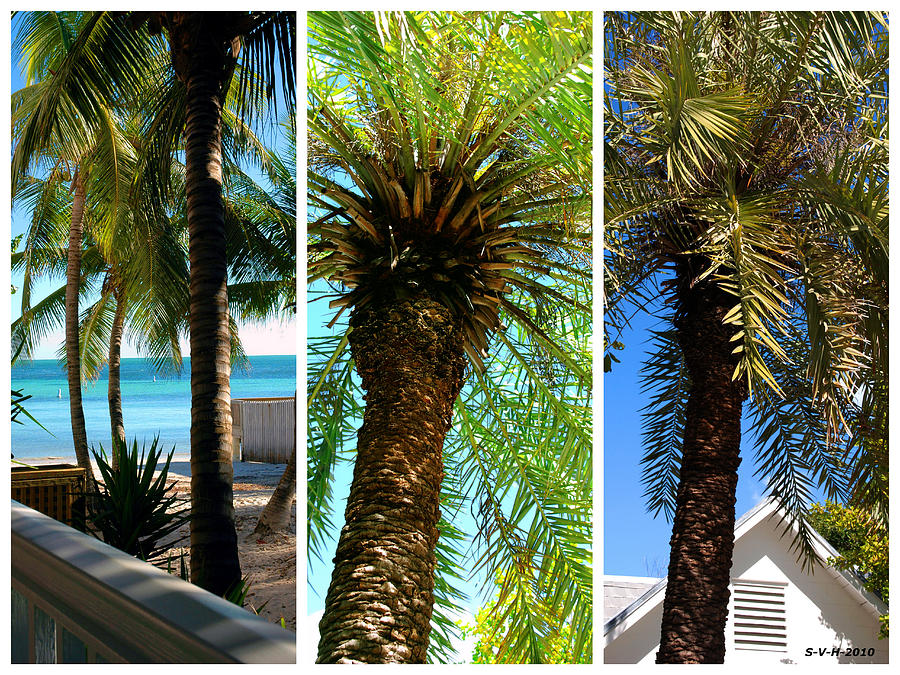 Key West Palm Triplets Photograph by Susanne Van Hulst