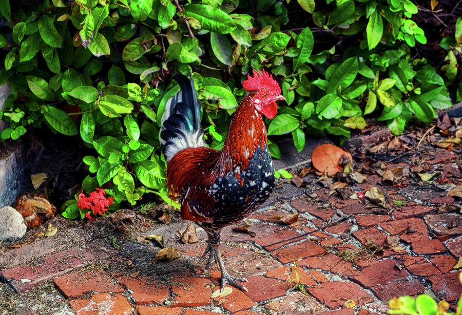 Key West Rooster 005 Photograph by George Bostian