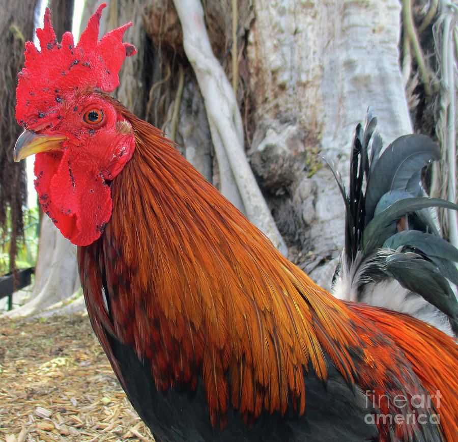 Key West Rooster 3 Photograph by Randall Weidner Fine Art America