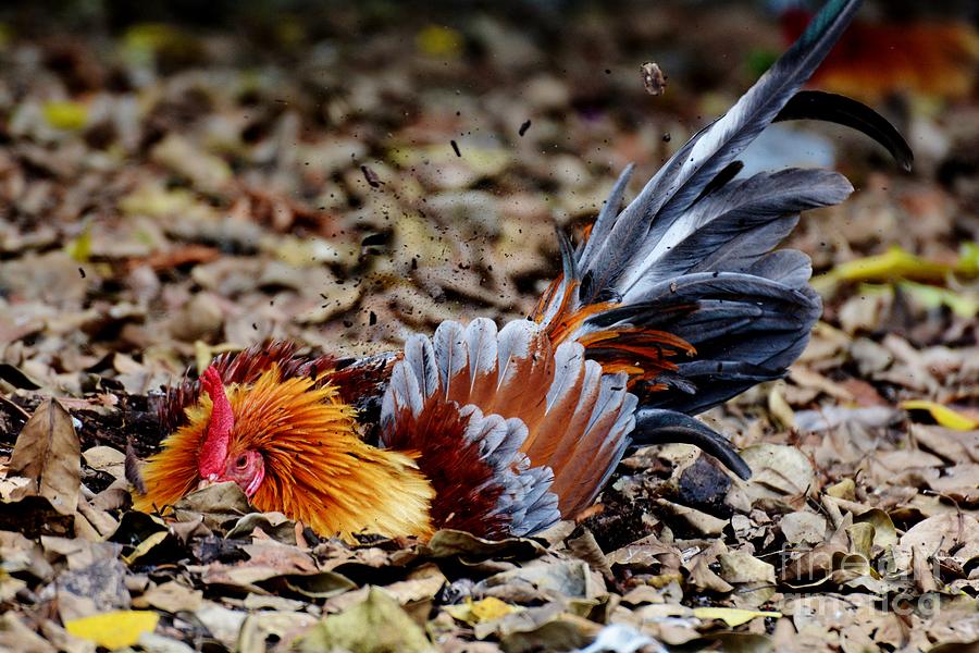 Key West Rooster Photograph by Julie Adair