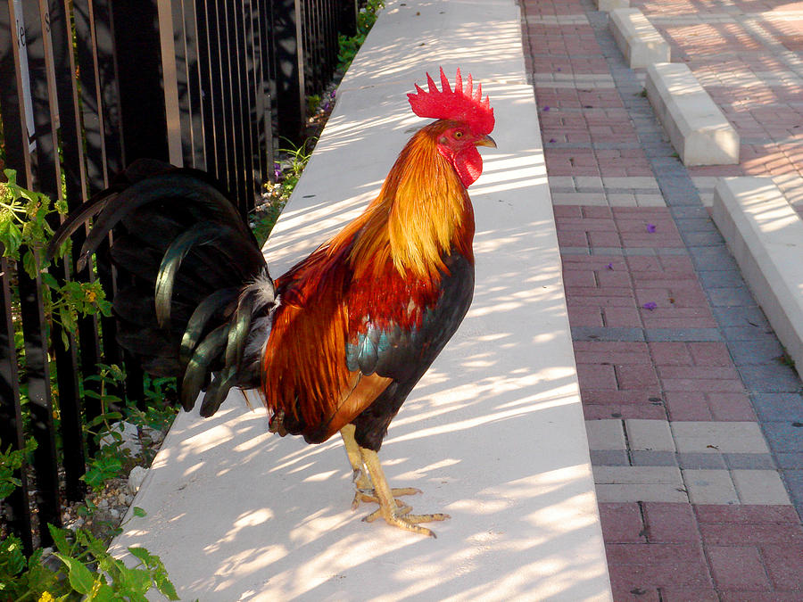Key West Rooster Photograph by Susanne Van Hulst