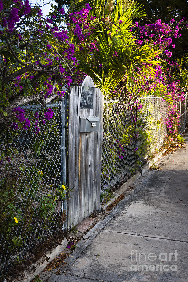 Flower Photograph - Key West street by Elena Elisseeva