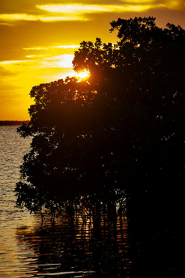 Key West Sunrise Through the Mangroves Photograph by Bob Slitzan