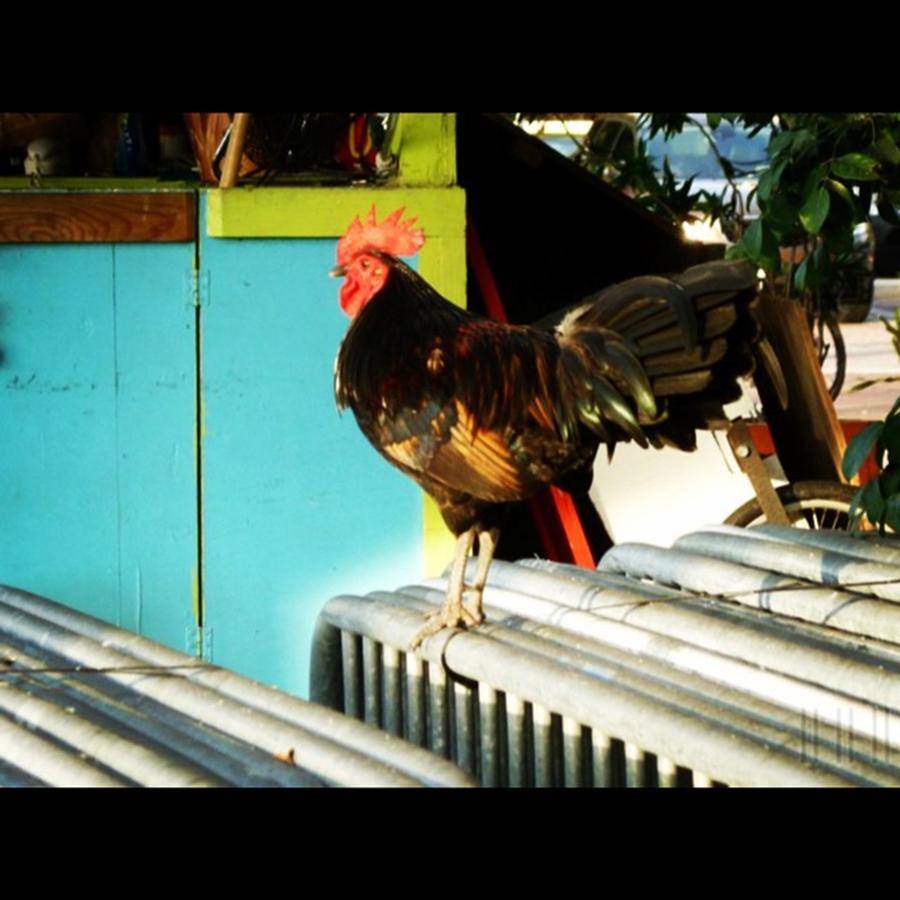 Rooster Photograph - #keywest #instagood #photo #igers by Jason Freedman