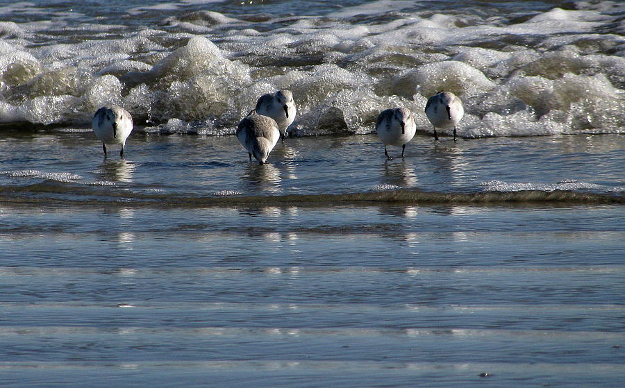 Kiawah Island Shorebirds Photograph by Charles Shedd | Fine Art America