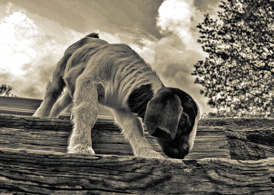 Goat Photograph - Kid by Alan Skonieczny