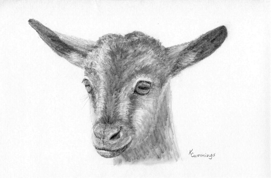 Goat Clipart Free Simple Goat Drawing Goat Clip Art - Goat Black And White  - Png Download (#5527013) - PikPng