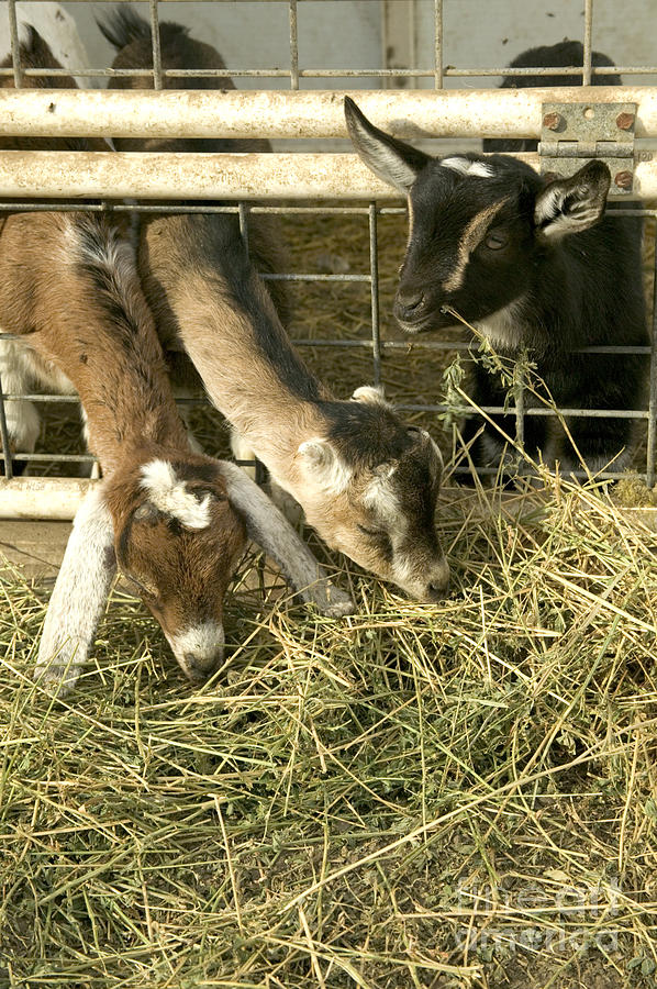 Kid Goats Photograph by Inga Spence