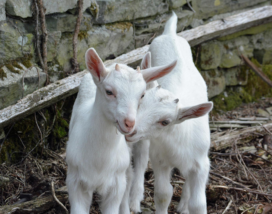 Kid Goats Snuggling Photograph by Philip Ralley - Pixels