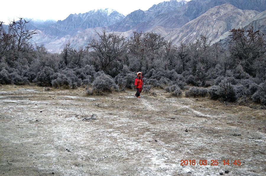 Nubra Photograph - Kid walking in Nubra Valley in Ladakh by Dinesh Kumar