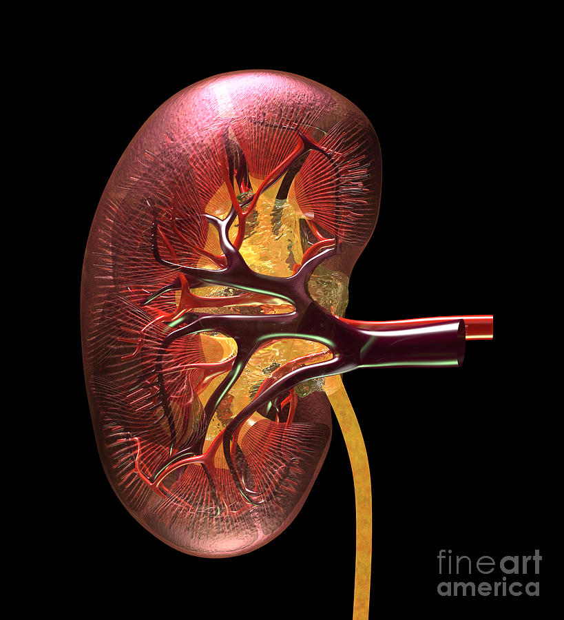 Anatomical Digital Art - Kidney #1 by Russell Kightley