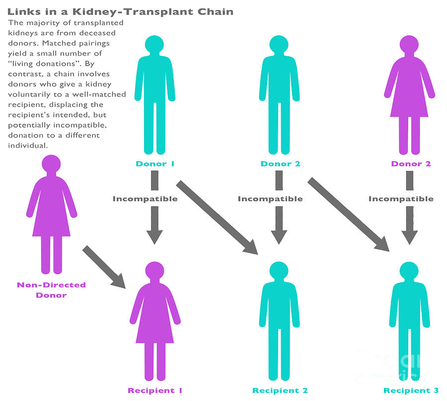 Kidney Chain Chart Photograph by Gwen Shockey