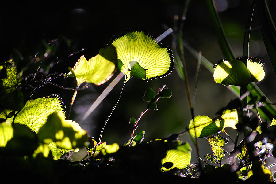 Ferns Photograph - Kidney fern  by Coral Dolan
