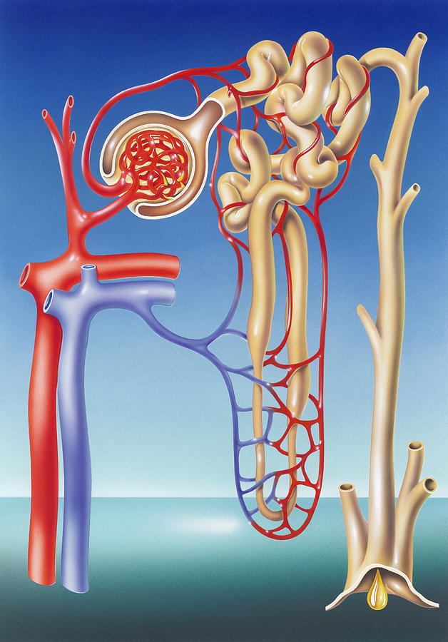 kidney-filtration-system-photograph-by-john-bavosi