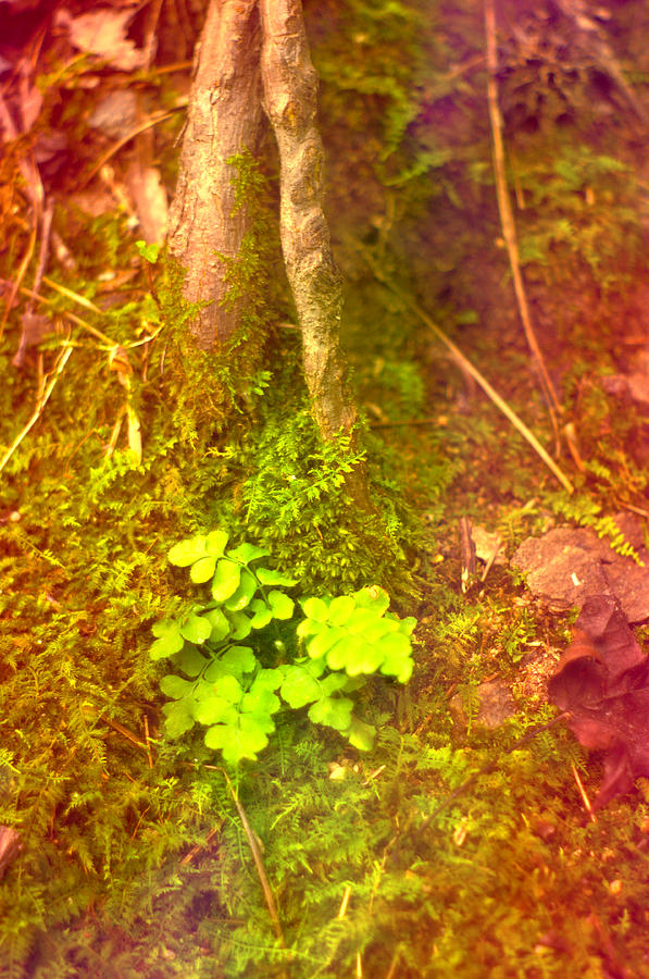 Kids Tiny Woodland Bright Fern Photograph by Suzanne Powers