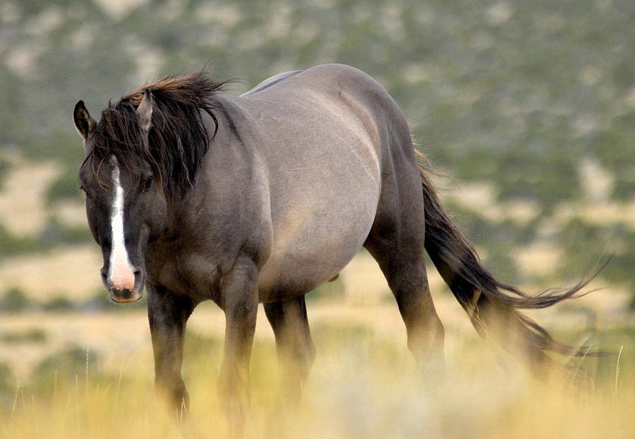 Kiger Stallion Photograph by Larry Ricker