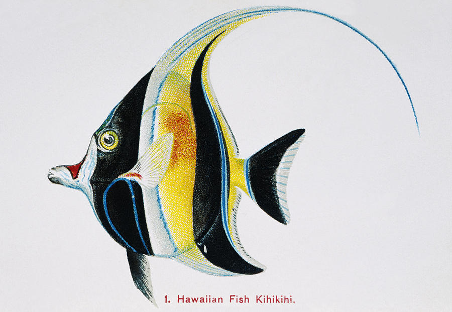 Fish Painting - Kihikihi by Hawaiian Legacy Archive - Printscapes