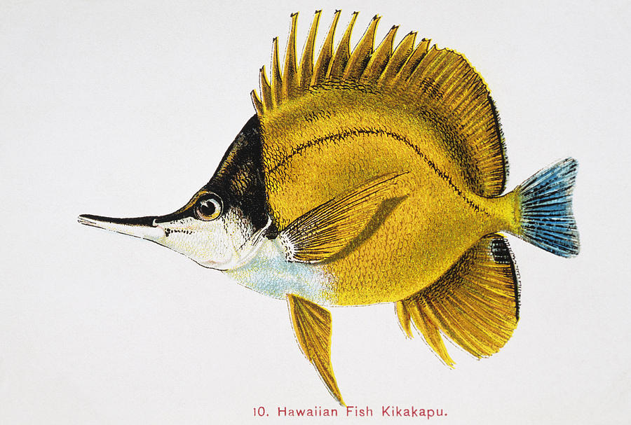 Fish Painting - Kikakapu by Hawaiian Legacy Archive - Printscapes