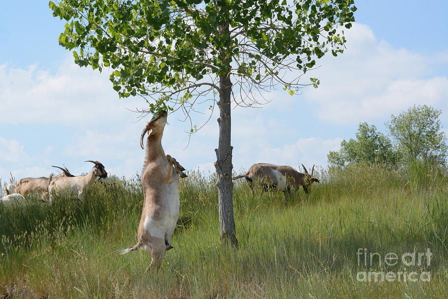 Nature Photograph - Kiko goat climbing standing on hind legs to eat tree leaves by Merrimon Crawford
