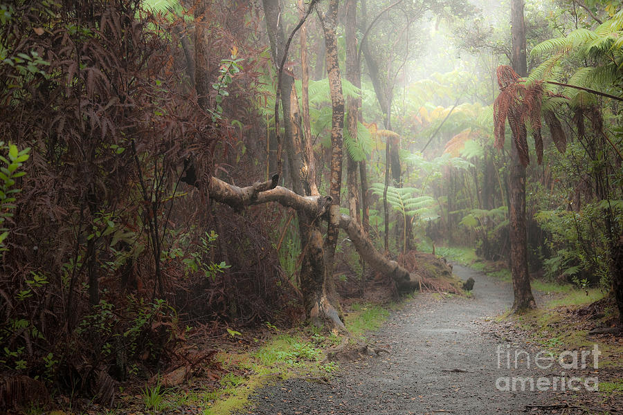 Jungle Photograph - Kilauea Iki Trail at Dawn by Craig Ellenwood