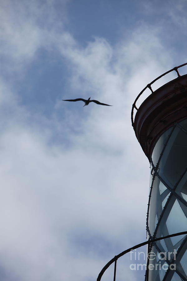Kilauea Lighthouse and Bird Photograph by Nadine Rippelmeyer