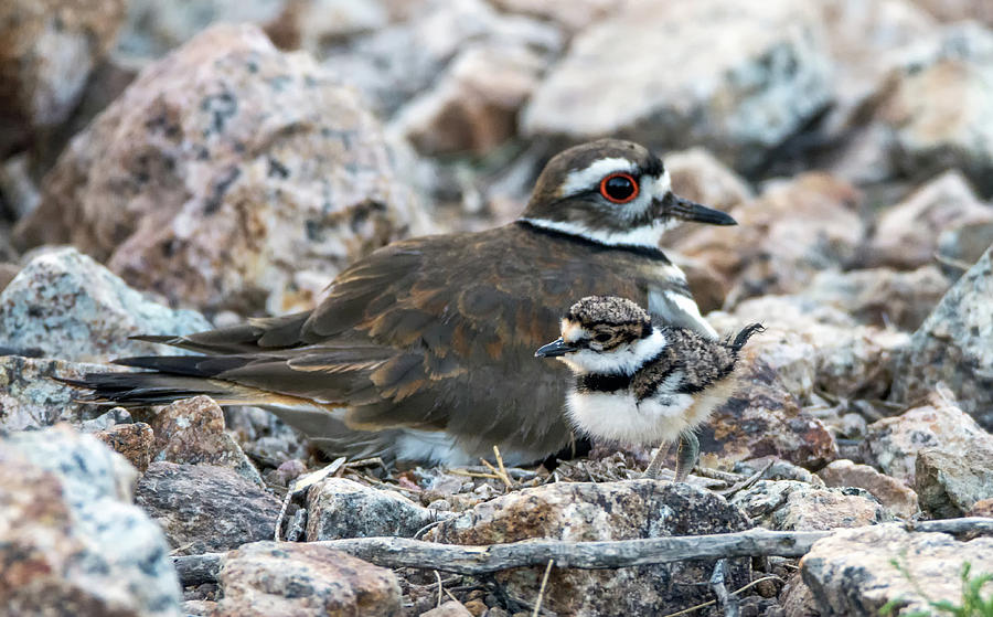 Kildeer Adult and Chick 6019-041818-1cr Photograph by Tam Ryan