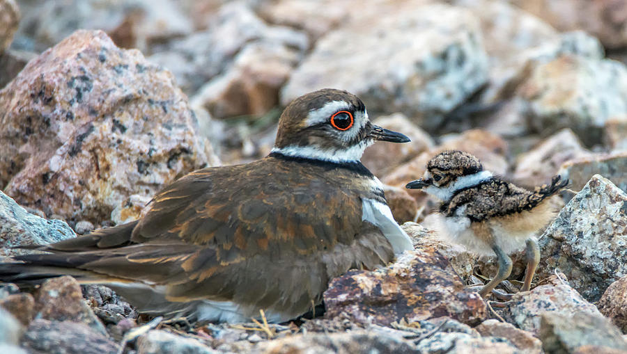 Kildeer Adult and Chick 6020-041818-1cr Photograph by Tam Ryan