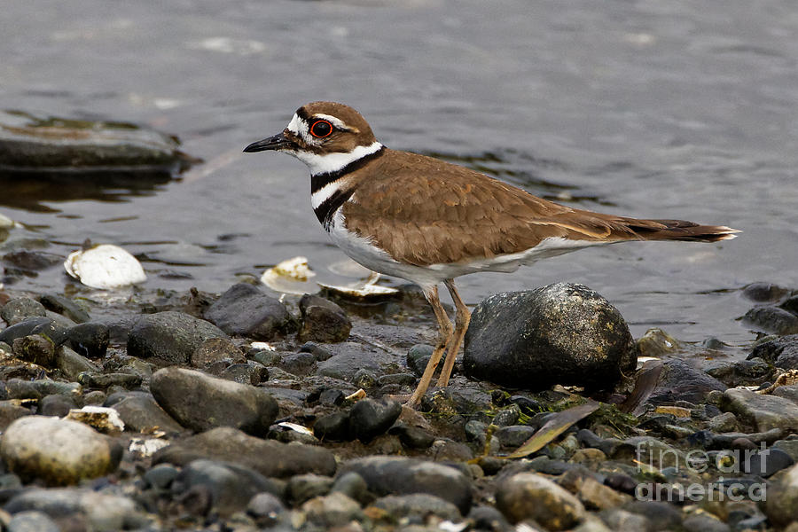 Kildeer on the Beach Photograph by Sue Harper - Fine Art America