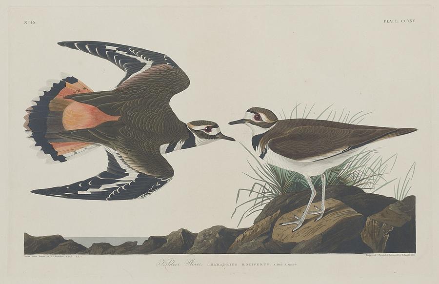 John James Audubon Drawing - Kildeer Plover by Dreyer Wildlife Print Collections 