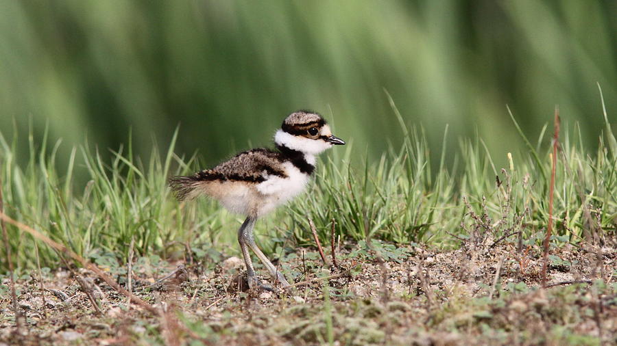 Killdeer - 24 Hours Old Photograph by Travis Truelove
