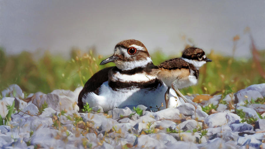 Killdeer and Chick Photograph by Susan Rissi Tregoning