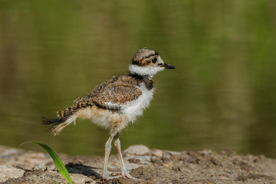 Killdeer At The Shore Photograph by Yeates Photography
