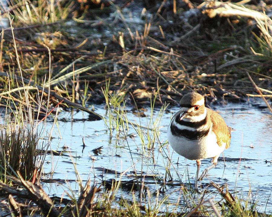 Killdeer Photograph by Captain Debbie Ritter Killdeer Photograph by Captain Debbie Ritter
