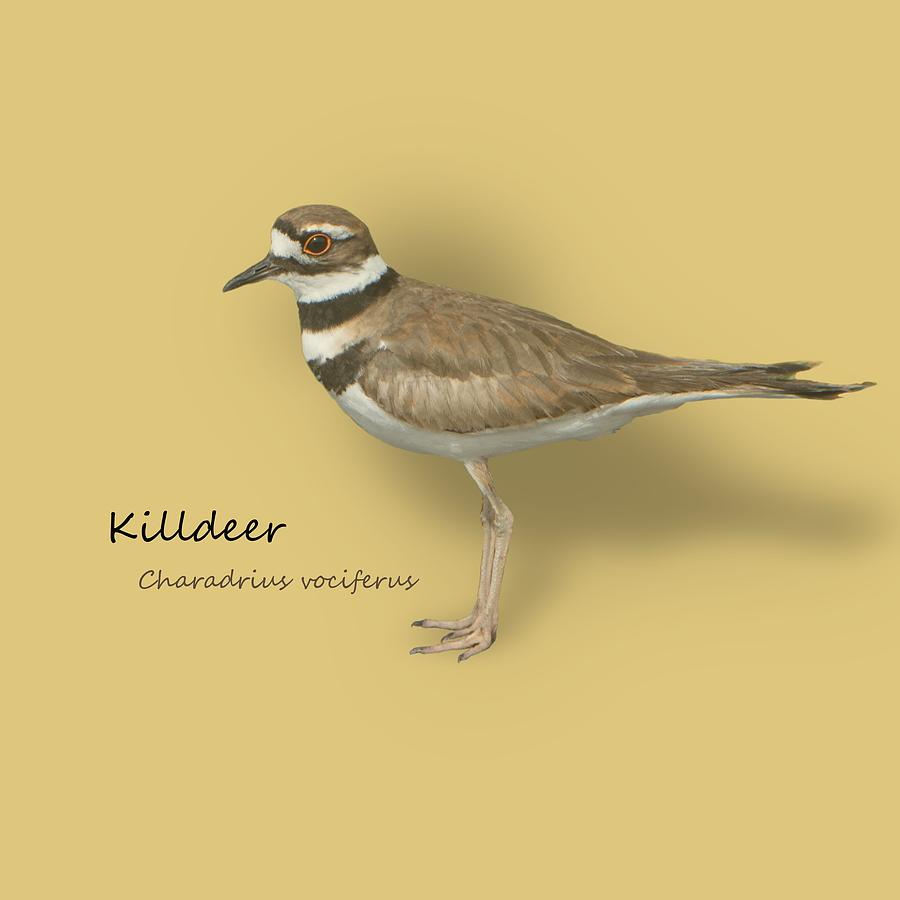 Killdeer - Charadrius vociferus - Transparent Design Photograph by Mitch Spence