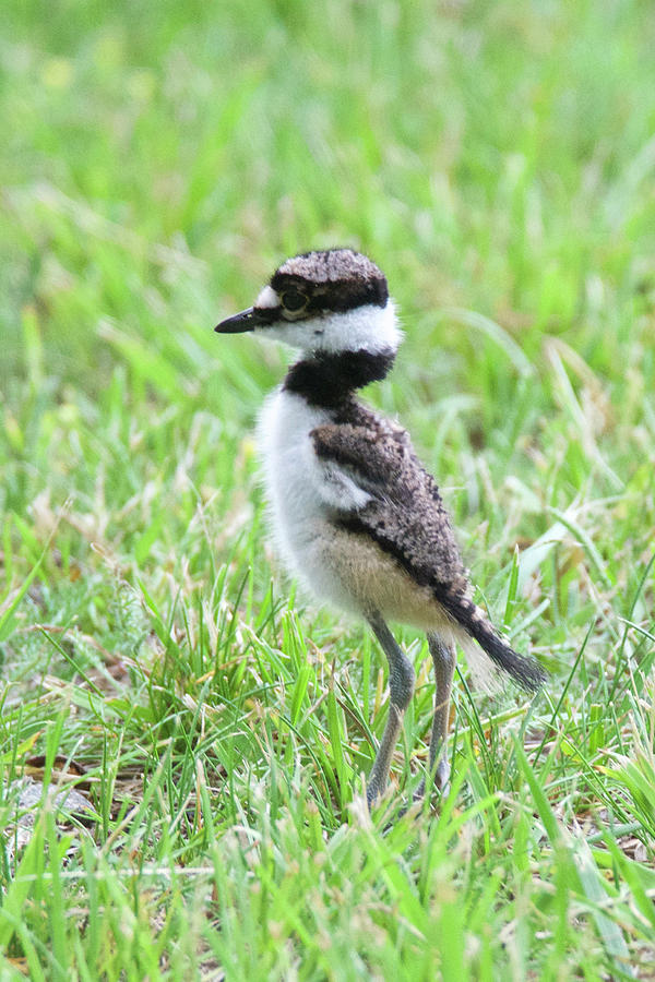 Killdeer Chick 3825 Photograph by Michael Peychich
